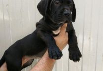 Cane Corso Italiano