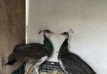 Ovos de Pavão Azul