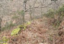Terreno Montalegre