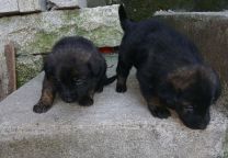 Cachorros cruzados Serra da Estrela com Pastor Alemão